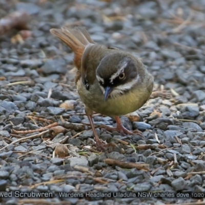 Sericornis frontalis (White-browed Scrubwren) at Ulladulla, NSW - 9 Oct 2017 by Charles Dove