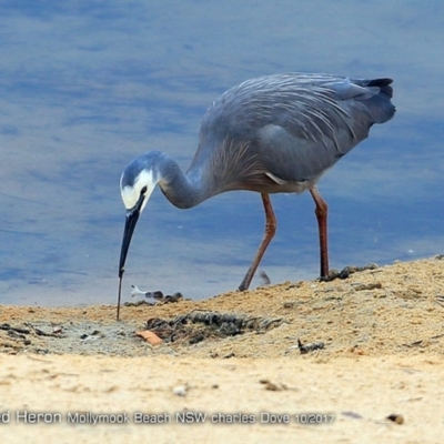 Egretta novaehollandiae (White-faced Heron) at Undefined - 8 Oct 2017 by Charles Dove