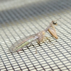 Mantispidae (family) (Unidentified mantisfly) at Conder, ACT - 20 Jan 2018 by michaelb