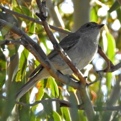 Pachycephala pectoralis (Golden Whistler) at Fyshwick, ACT - 24 May 2018 by RodDeb