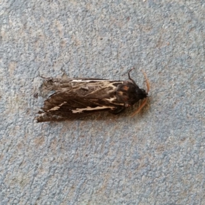 Abantiades atripalpis (Bardee grub/moth, Rain Moth) at Moruya Heads, NSW - 20 May 2018 by Sue_S