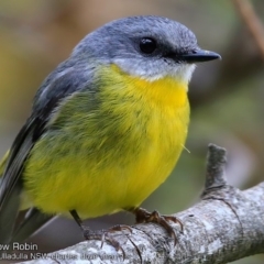 Eopsaltria australis (Eastern Yellow Robin) at Ulladulla, NSW - 8 Oct 2017 by CharlesDove