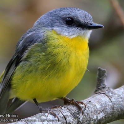 Eopsaltria australis (Eastern Yellow Robin) at Ulladulla, NSW - 8 Oct 2017 by CharlesDove