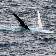 Megaptera novaeangliae (Humpback Whale) at Undefined - 8 Oct 2017 by CharlesDove