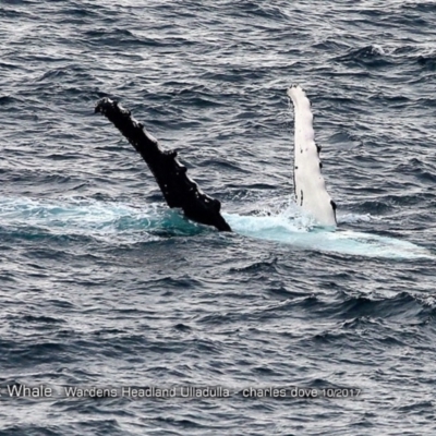 Megaptera novaeangliae (Humpback Whale) at Undefined - 7 Oct 2017 by Charles Dove