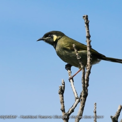 Meliphaga lewinii (Lewin's Honeyeater) at South Pacific Heathland Reserve - 6 Oct 2017 by Charles Dove