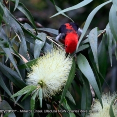 Myzomela sanguinolenta (Scarlet Honeyeater) at Ulladulla, NSW - 7 Oct 2017 by Charles Dove