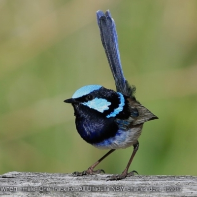 Malurus cyaneus (Superb Fairywren) at Ulladulla Reserves Bushcare - 3 Oct 2017 by Charles Dove