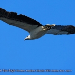 Haliaeetus leucogaster (White-bellied Sea-Eagle) at Undefined - 8 Oct 2017 by Charles Dove