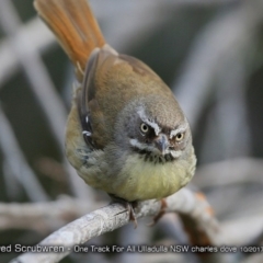 Sericornis frontalis (White-browed Scrubwren) at Ulladulla Reserves Bushcare - 7 Oct 2017 by Charles Dove
