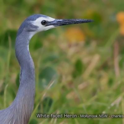 Egretta novaehollandiae (White-faced Heron) at Undefined - 6 Oct 2017 by CharlesDove