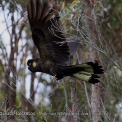 Zanda funerea (Yellow-tailed Black-Cockatoo) at Undefined - 3 Oct 2017 by Charles Dove