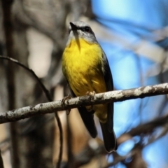 Eopsaltria australis (Eastern Yellow Robin) at Tathra, NSW - 14 May 2018 by RossMannell