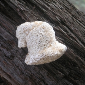 Laetiporus portentosus at Belconnen, ACT - 24 May 2018