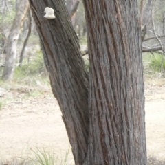 Laetiporus portentosus at Belconnen, ACT - 24 May 2018