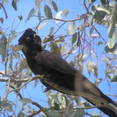 Zanda funerea (Yellow-tailed Black-Cockatoo) at Belconnen, ACT - 24 May 2018 by MatthewFrawley