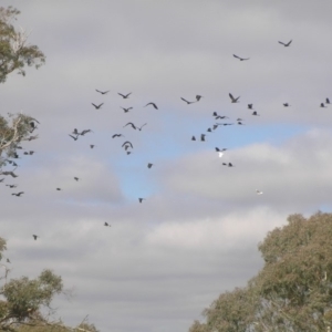 Zanda funerea at Belconnen, ACT - 24 May 2018