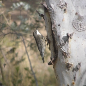 Cormobates leucophaea at Belconnen, ACT - 24 May 2018 12:30 PM