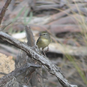 Pardalotus punctatus at Belconnen, ACT - 24 May 2018 12:29 PM