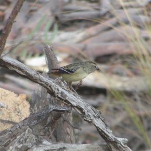 Pardalotus punctatus at Belconnen, ACT - 24 May 2018 12:29 PM