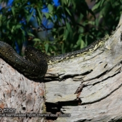 Morelia spilota spilota (Diamond Python) at Garrads Reserve Narrawallee - 24 May 2018 by Charles Dove