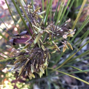 Cyperus eragrostis at Canberra Central, ACT - 25 May 2018