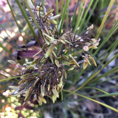 Cyperus eragrostis (Umbrella Sedge) at Canberra Central, ACT - 25 May 2018 by Ryl