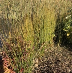 Cyperus eragrostis at Canberra Central, ACT - 25 May 2018