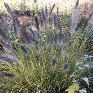 Cenchrus purpurascens at Canberra Central, ACT - 25 May 2018