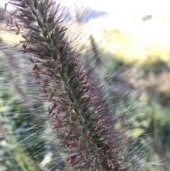 Cenchrus purpurascens at Canberra Central, ACT - 25 May 2018