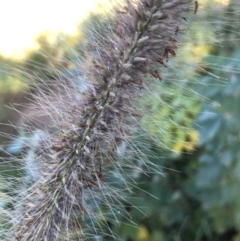 Cenchrus purpurascens at Canberra Central, ACT - 25 May 2018