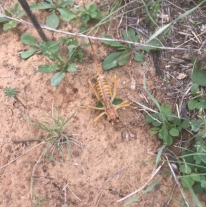 Cooraboorama canberrae at Majura, ACT - 21 Mar 2018