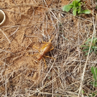 Cooraboorama canberrae (Canberra Raspy Cricket) at Hume, ACT - 6 Mar 2018 by BethanyDunne