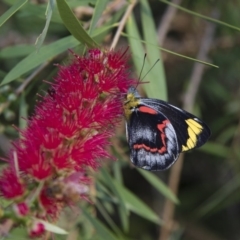 Delias nigrina at Michelago, NSW - 15 Mar 2018