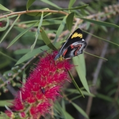 Delias nigrina at Michelago, NSW - 15 Mar 2018