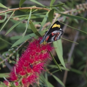 Delias nigrina at Michelago, NSW - 15 Mar 2018 06:44 PM