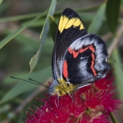 Delias nigrina at Michelago, NSW - 15 Mar 2018