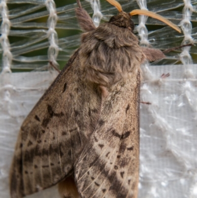 Oxycanus silvanus (Pale Oxycanus) at Chapman, ACT - 25 May 2018 by SWishart