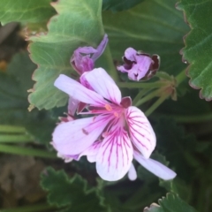 Pelargonium australe (Austral Stork's-bill) at Molonglo Valley, ACT - 25 May 2018 by JanetRussell