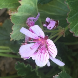 Pelargonium australe at Molonglo Valley, ACT - 25 May 2018 12:56 PM