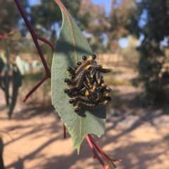 Perginae sp. (subfamily) (Unidentified pergine sawfly) at Molonglo Valley, ACT - 25 May 2018 by JanetRussell