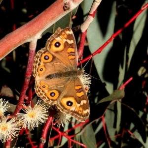 Junonia villida at Molonglo Valley, ACT - 25 May 2018