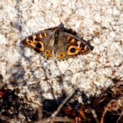 Junonia villida (Meadow Argus) at Rendezvous Creek, ACT - 24 May 2018 by KMcCue