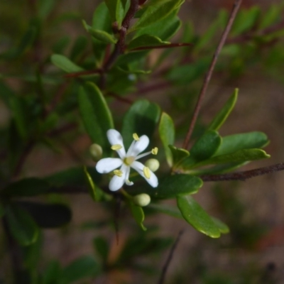 Bursaria spinosa (Native Blackthorn, Sweet Bursaria) at Hall, ACT - 15 May 2018 by JanetRussell