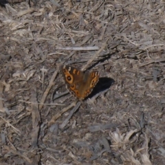 Junonia villida (Meadow Argus) at Canberra, ACT - 26 Apr 2018 by JanetRussell