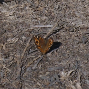 Junonia villida at Canberra, ACT - 26 Apr 2018