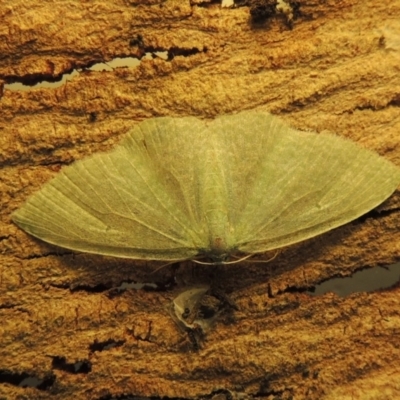 Prasinocyma albicosta (A Geometer moth) at Pollinator-friendly garden Conder - 4 Jul 2015 by michaelb