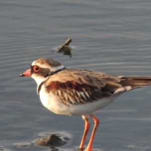 Charadrius melanops at Campbell, ACT - 9 May 2018