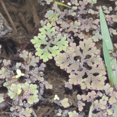 Azolla rubra (Red Water Fern) at Jerrabomberra Wetlands - 9 May 2018 by michaelb