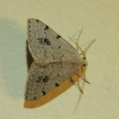 Dichromodes estigmaria (Pale Grey Heath Moth) at Conder, ACT - 10 Jan 2018 by michaelb